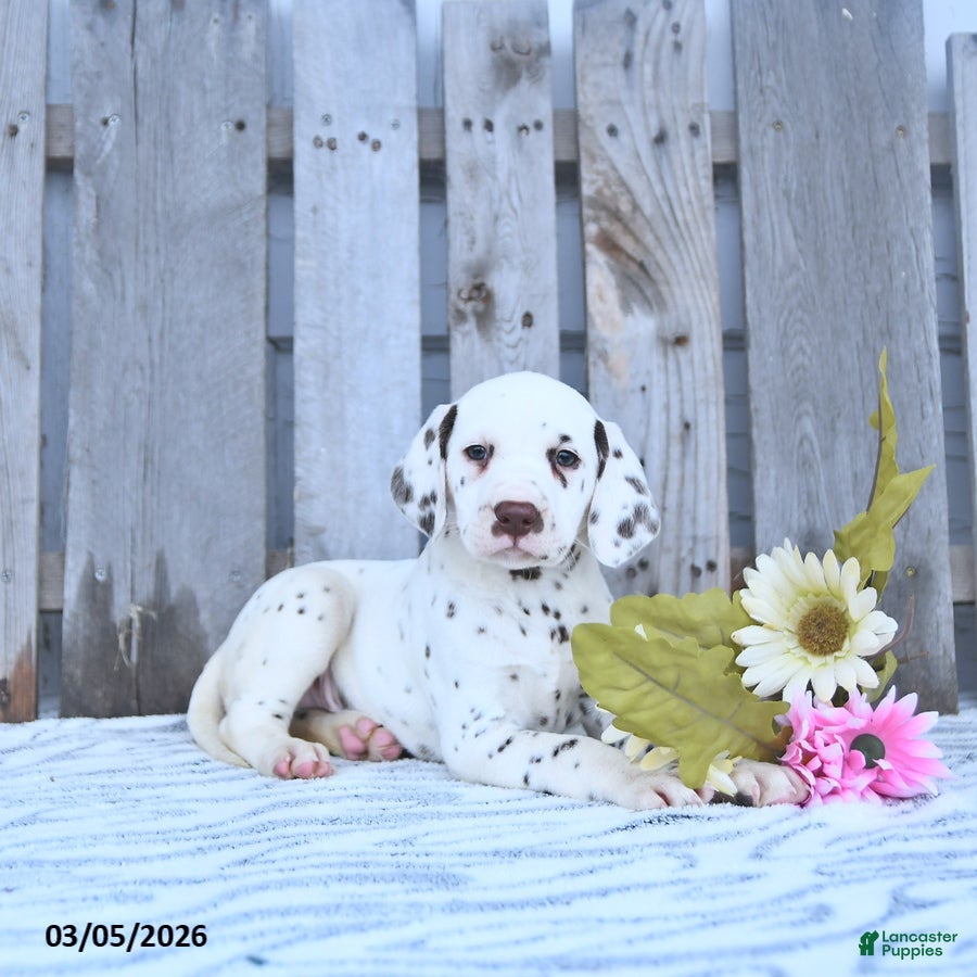 Dalmatian dogs Loki - Ad 1
