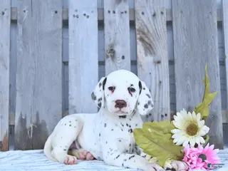 Dalmatian dogs for sale: Loki - Ad 2
