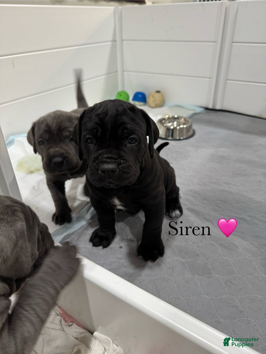 Cane Corso dogs for sale: Siren - Ad 7