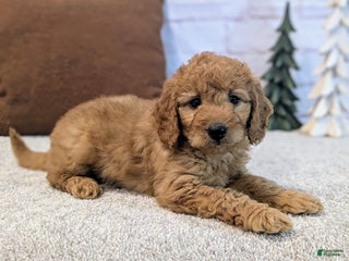 Mini Goldendoodle dogs Theo - Ad 42