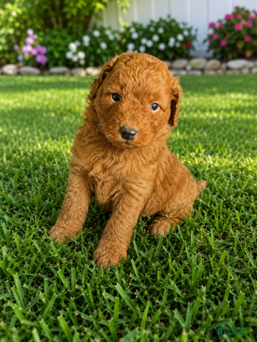 Mini Goldendoodle dogs Nolas - Ad 2