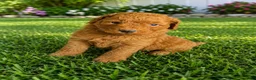 Mini Goldendoodle dogs for sale: Nolas - Ad 2