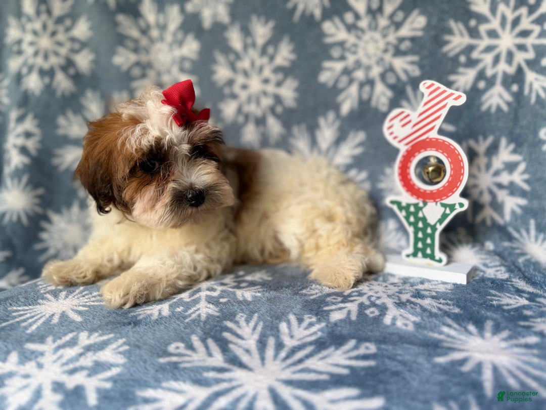 Maltipoo dogs for sale: Joy - Ad 4