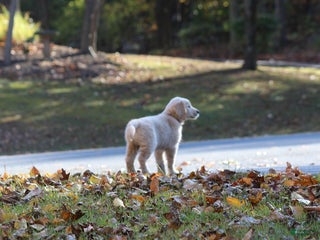 Golden Retriever dogs - Ad 1