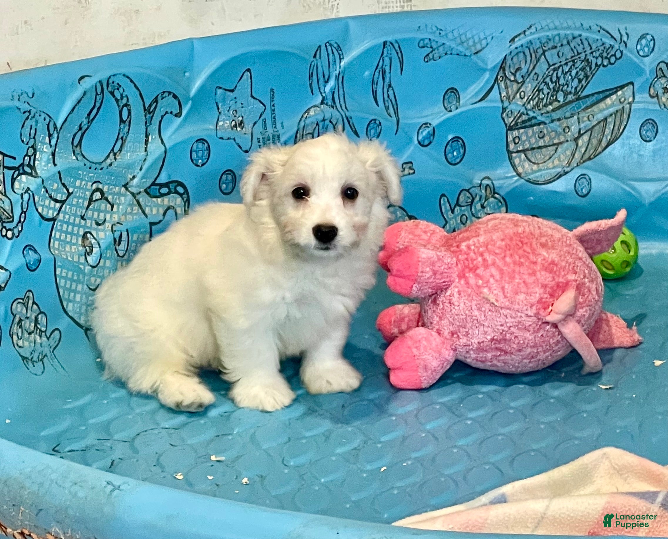 Mixed Breed dogs Shawn - Ad 35