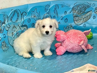 Mixed Breed dogs Shawn - Ad 35