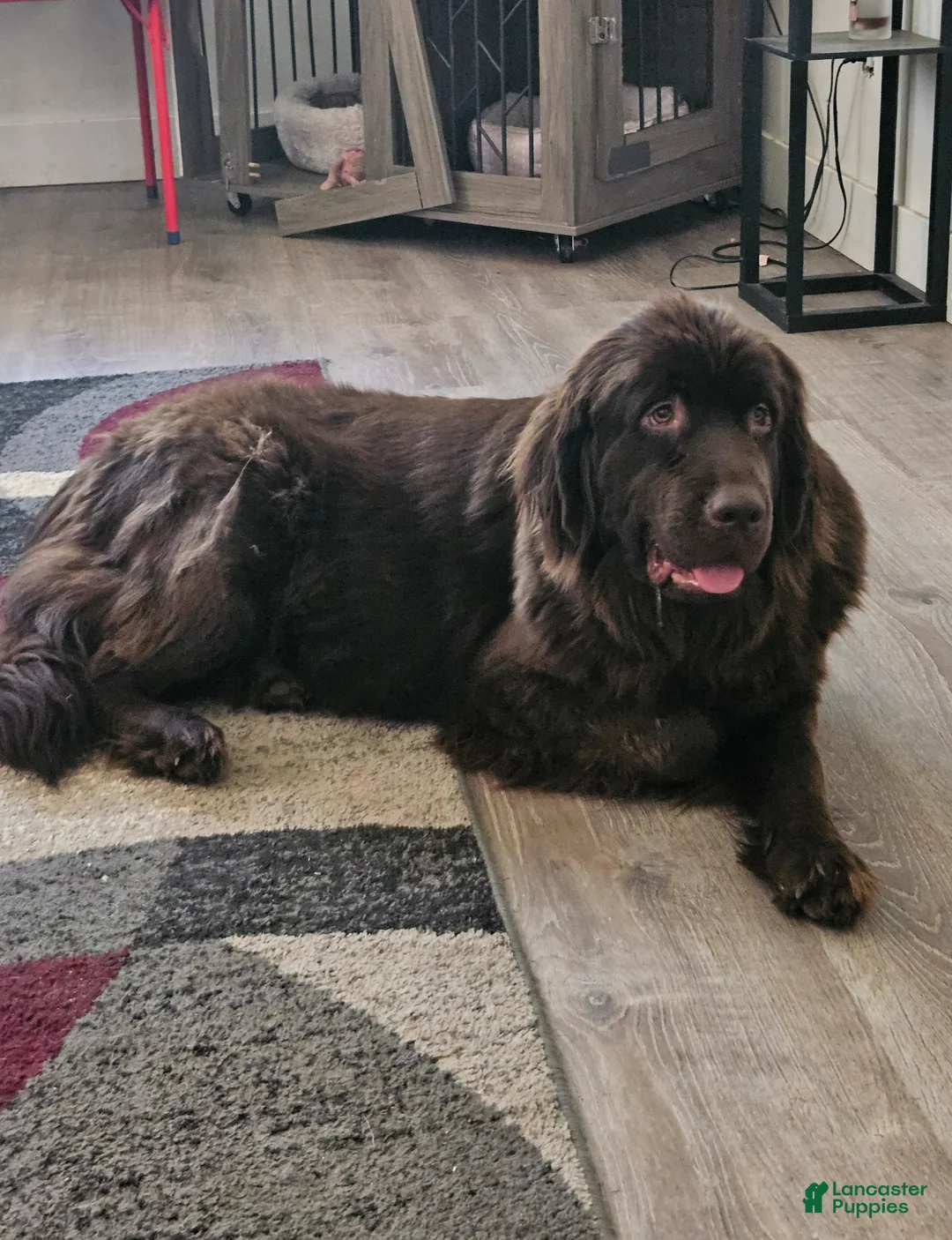 Newfoundland dogs for sale: Newfoundland Puppy 5 - Ad 2