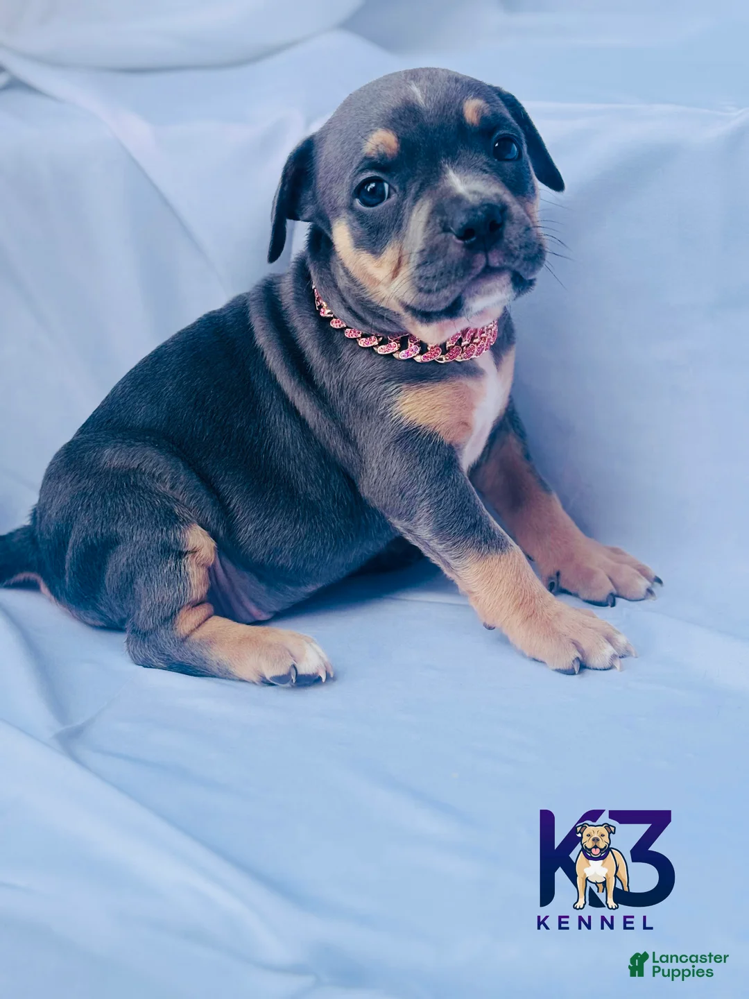 American Bully dogs for sale: American Bully Puppy 9 - Ad 1