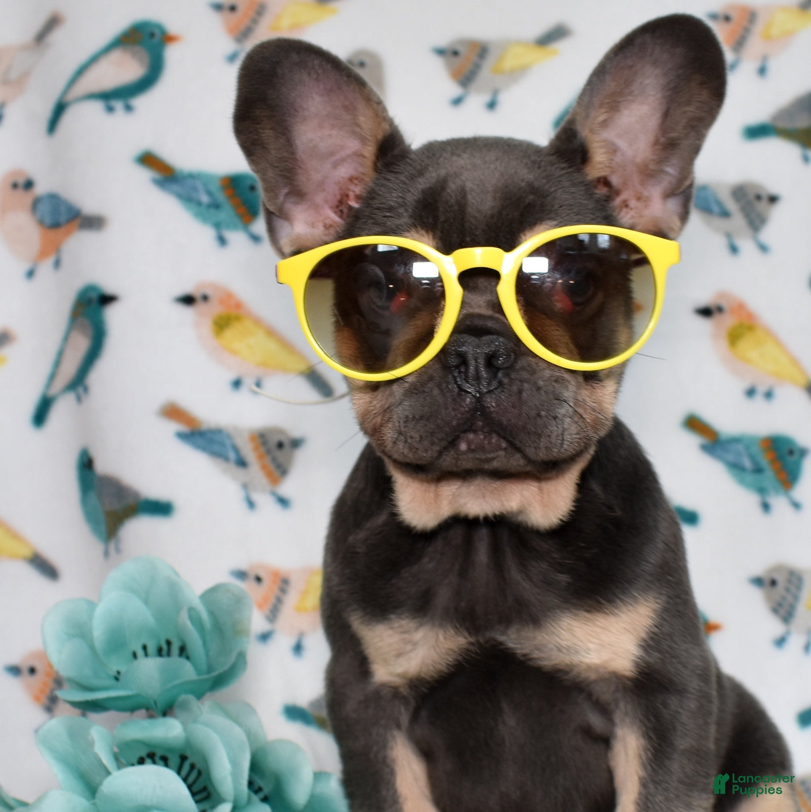 French Bulldog dogs Ranger  - Ad 1