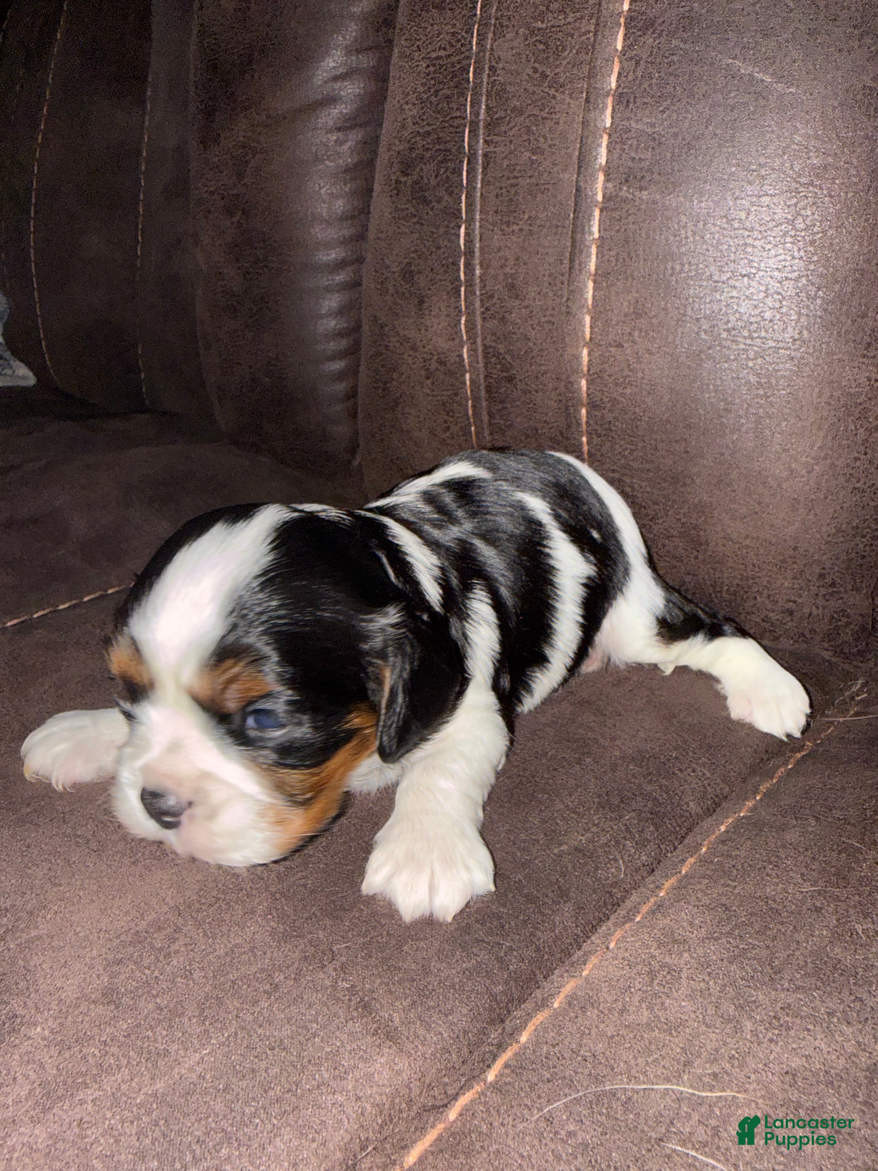 Cavalier King Charles Spaniel dogs for sale: Cavalier King Charles Spaniel - Harrison - Ad 1