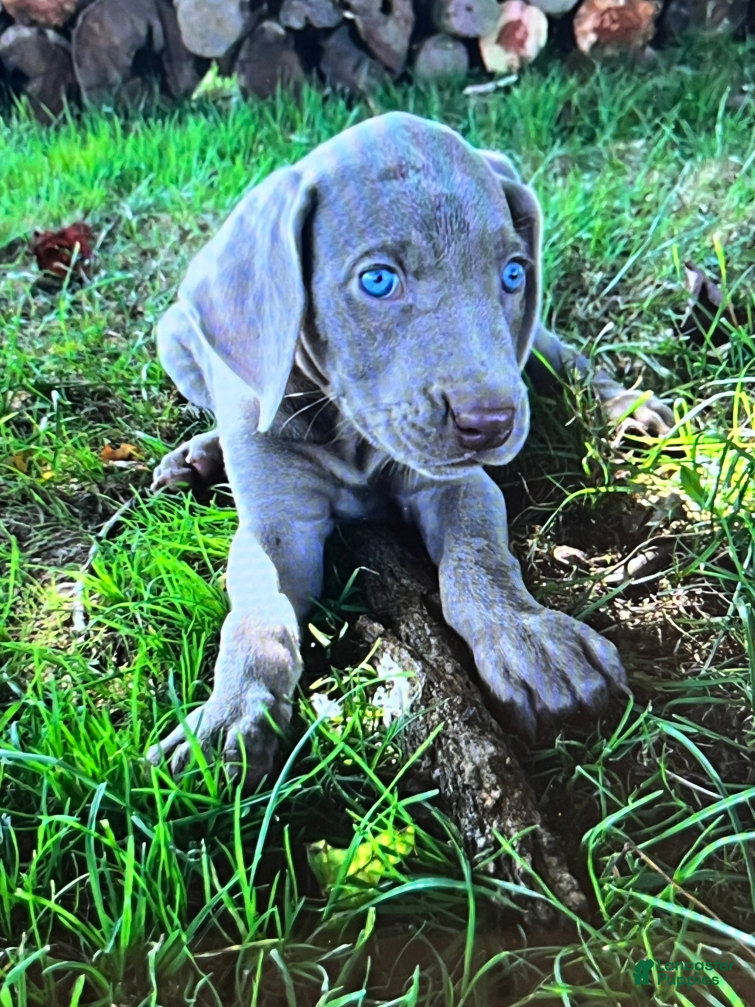 Weimaraner dogs Boy 2 - Ad 2