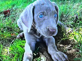 Weimaraner dogs Boy 2 - Ad 2