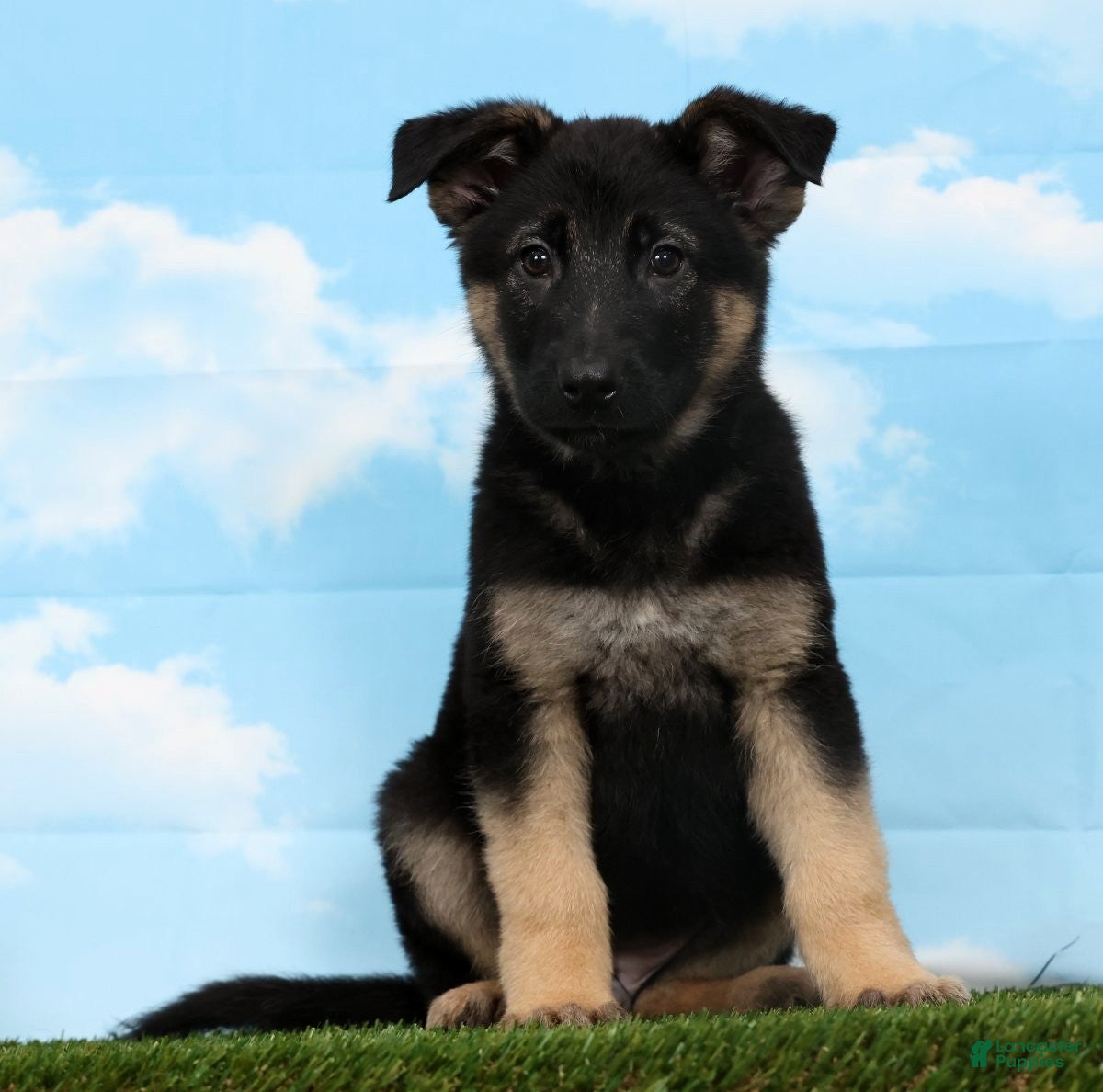 German Shepherd dogs Wendy - Ad 1
