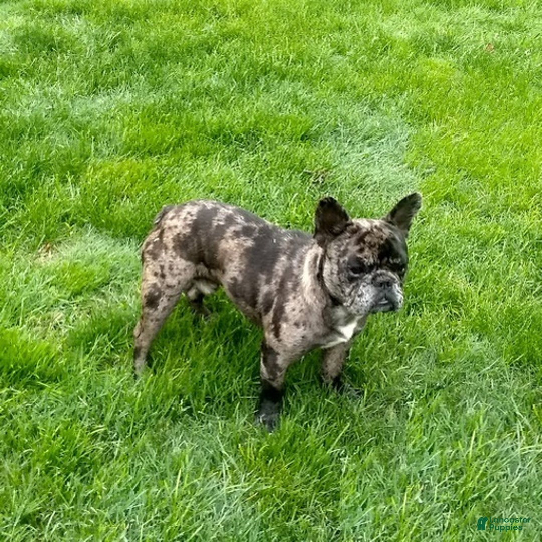 French Bulldog dogs for sale: AKC Jenna - Ad 9