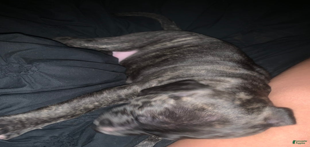 Gallery Image {{count}}