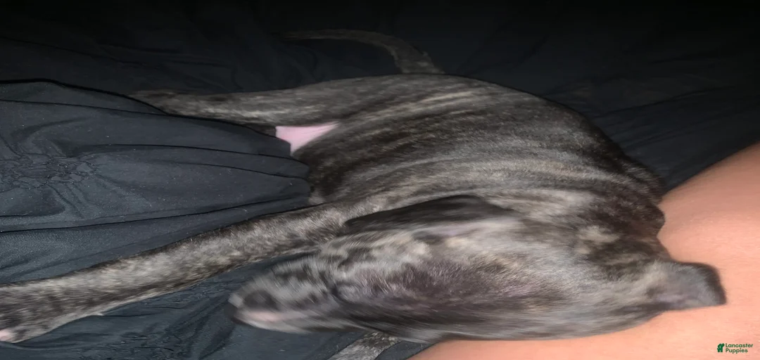 Gallery Image {{count}}