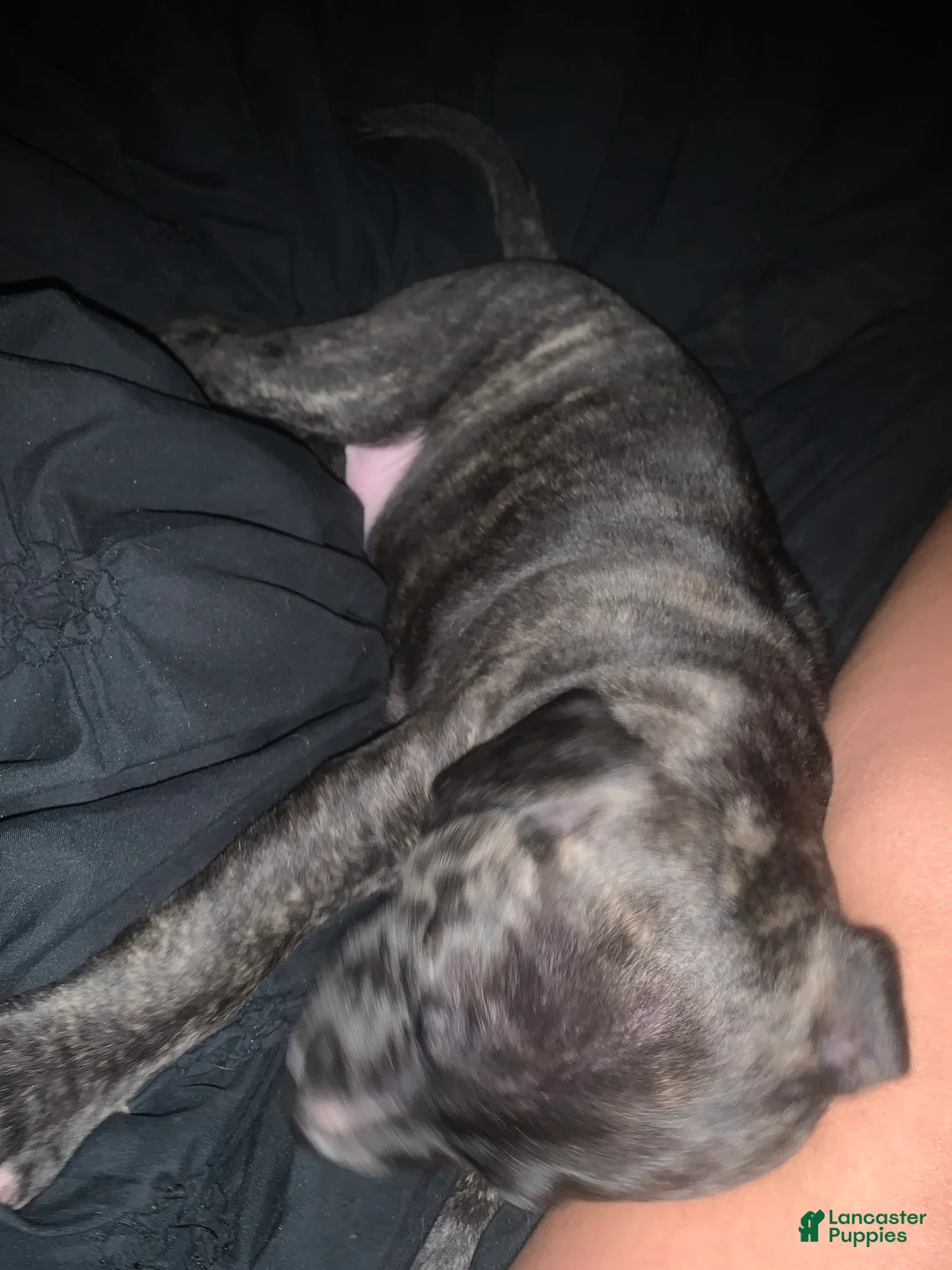 Gallery Image {{count}}