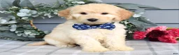 Goldendoodle dogs for sale: Freddie - Ad 3