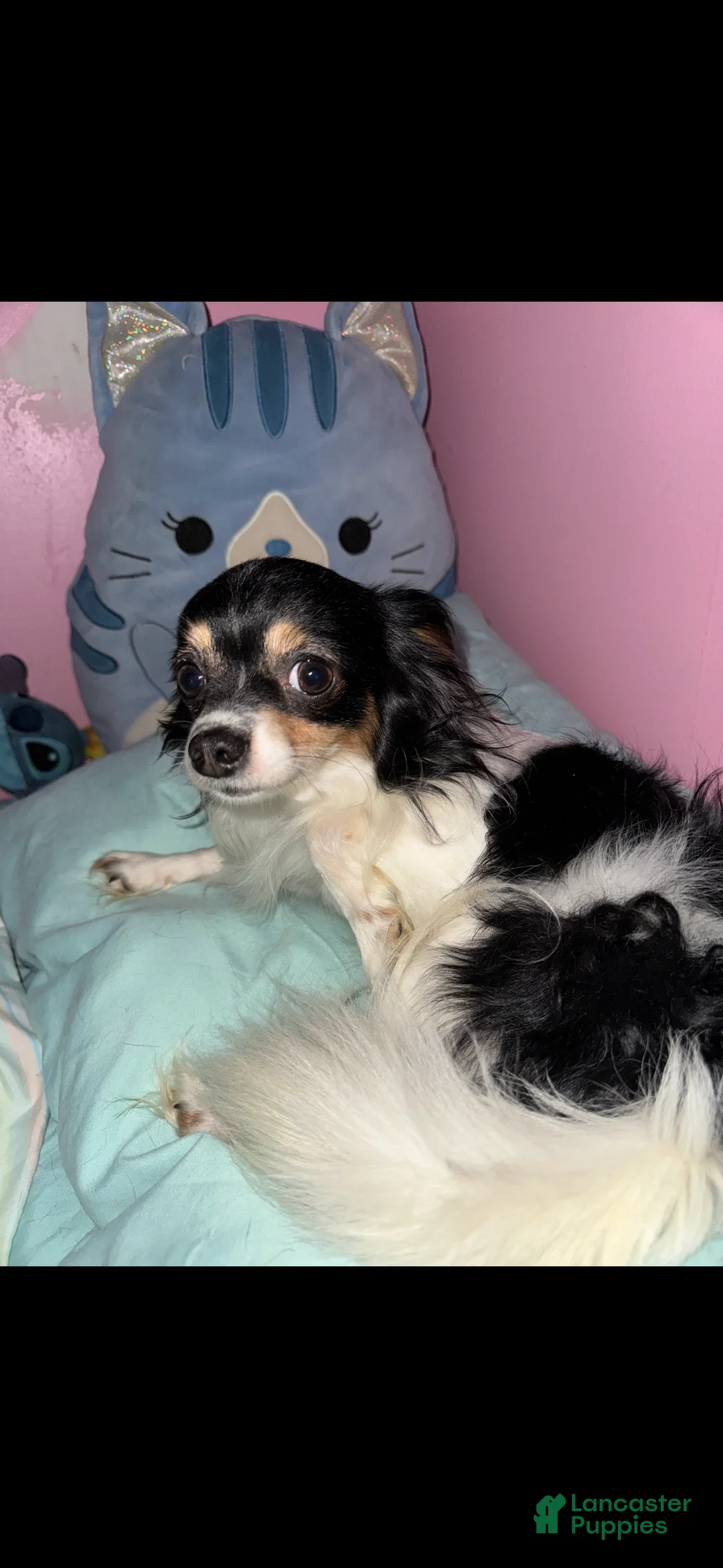 Chihuahua dogs for sale: Chihuahua Puppy 2 - Ad 2