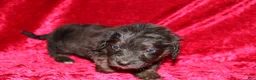 Doxiepoo dogs for sale: Doxiepoo Rubble - Ad 12