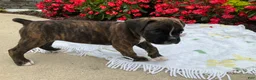 Boxer dogs for sale: Kiara - Ad 4