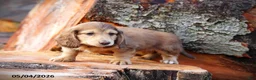 Miniature Dachshund dogs for sale: Dunkin - Ad 5