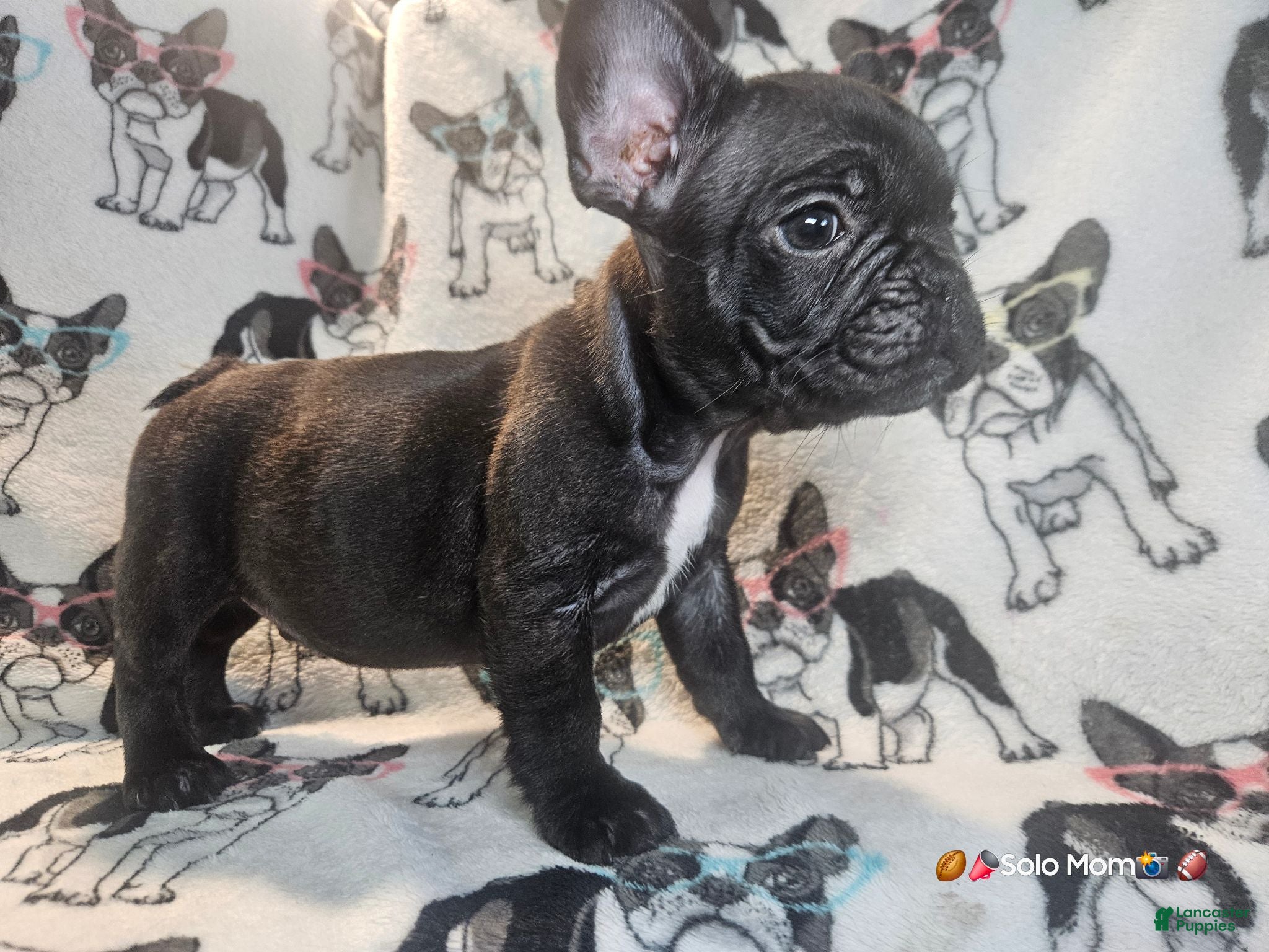 French Bulldog dogs SNOOP DOGG (RUNT) Male Brindle - Ad 1