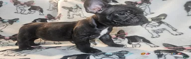 SNOOP DOGG (RUNT) Male Brindle