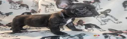 French Bulldog dogs for sale: SNOOP DOGG (RUNT) Male Brindle - Ad 1