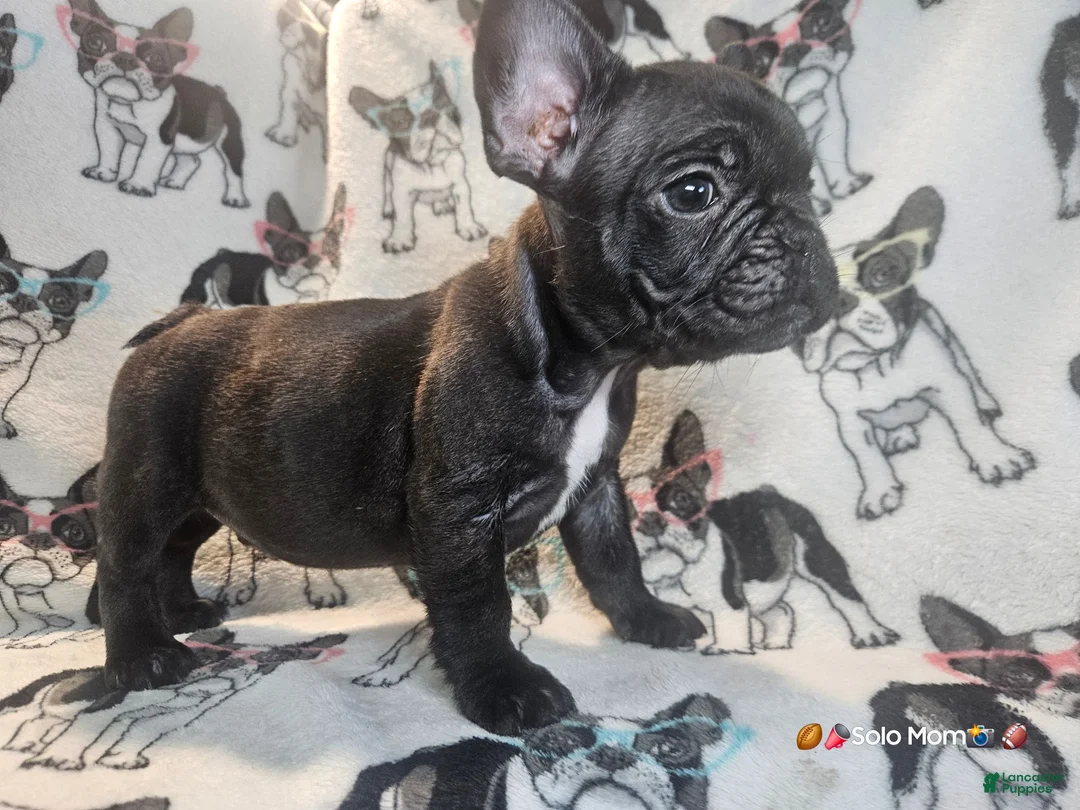 French Bulldog dogs for sale: SNOOP DOGG (RUNT) Male Brindle - Ad 1