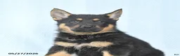 German Shepherd dogs for sale: Pretzel - Ad 3