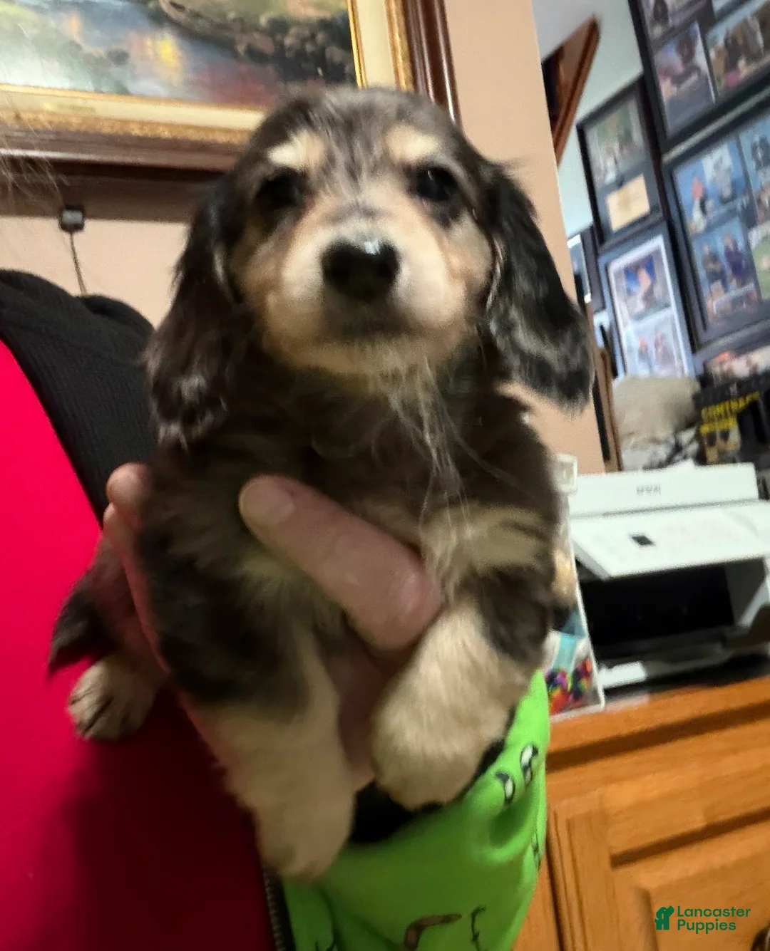 Miniature Dachshund dogs for sale: Black and cream dapple - Ad 10