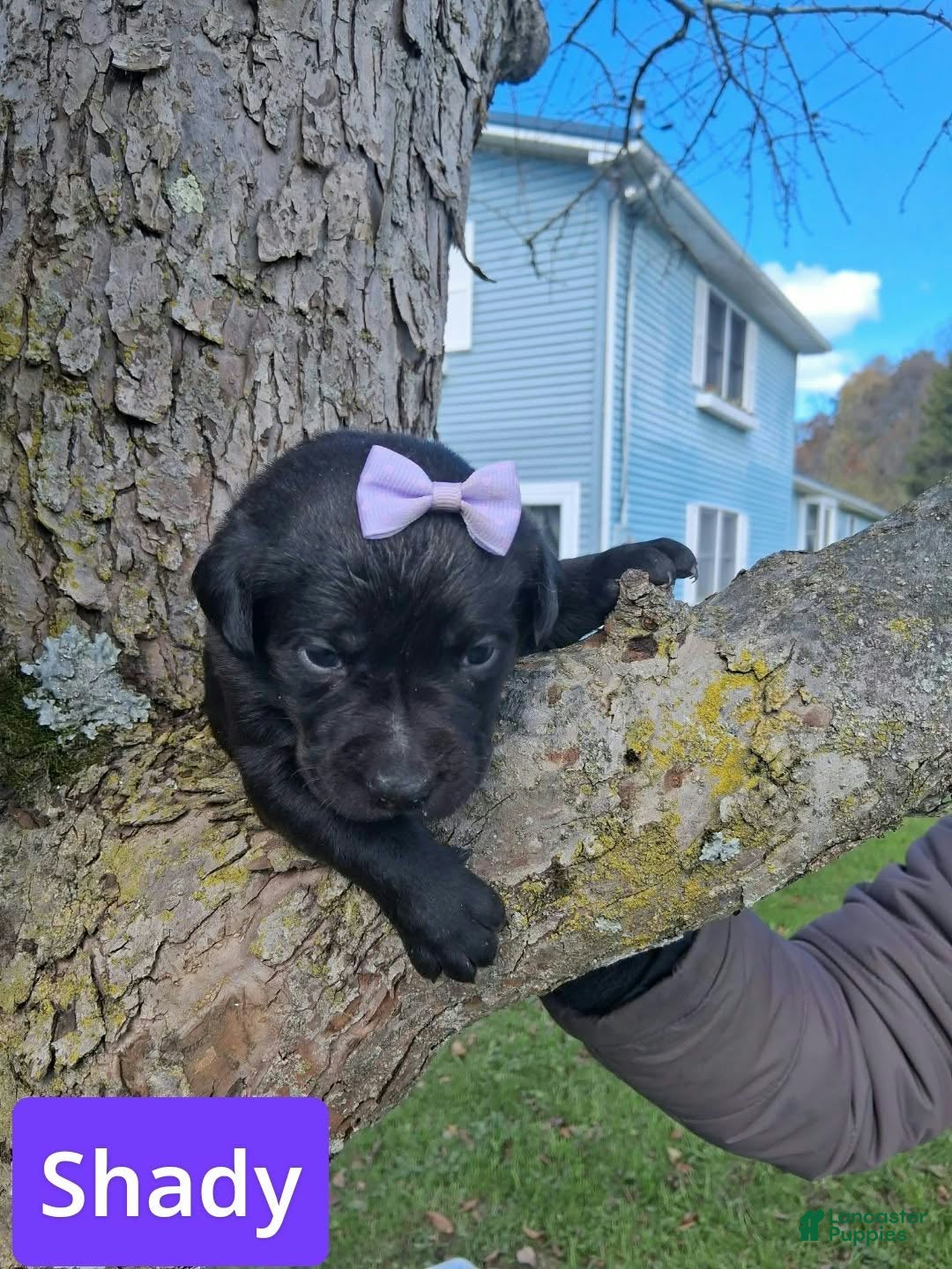 Labrador Retriever dogs for sale: Shady - Ad 1