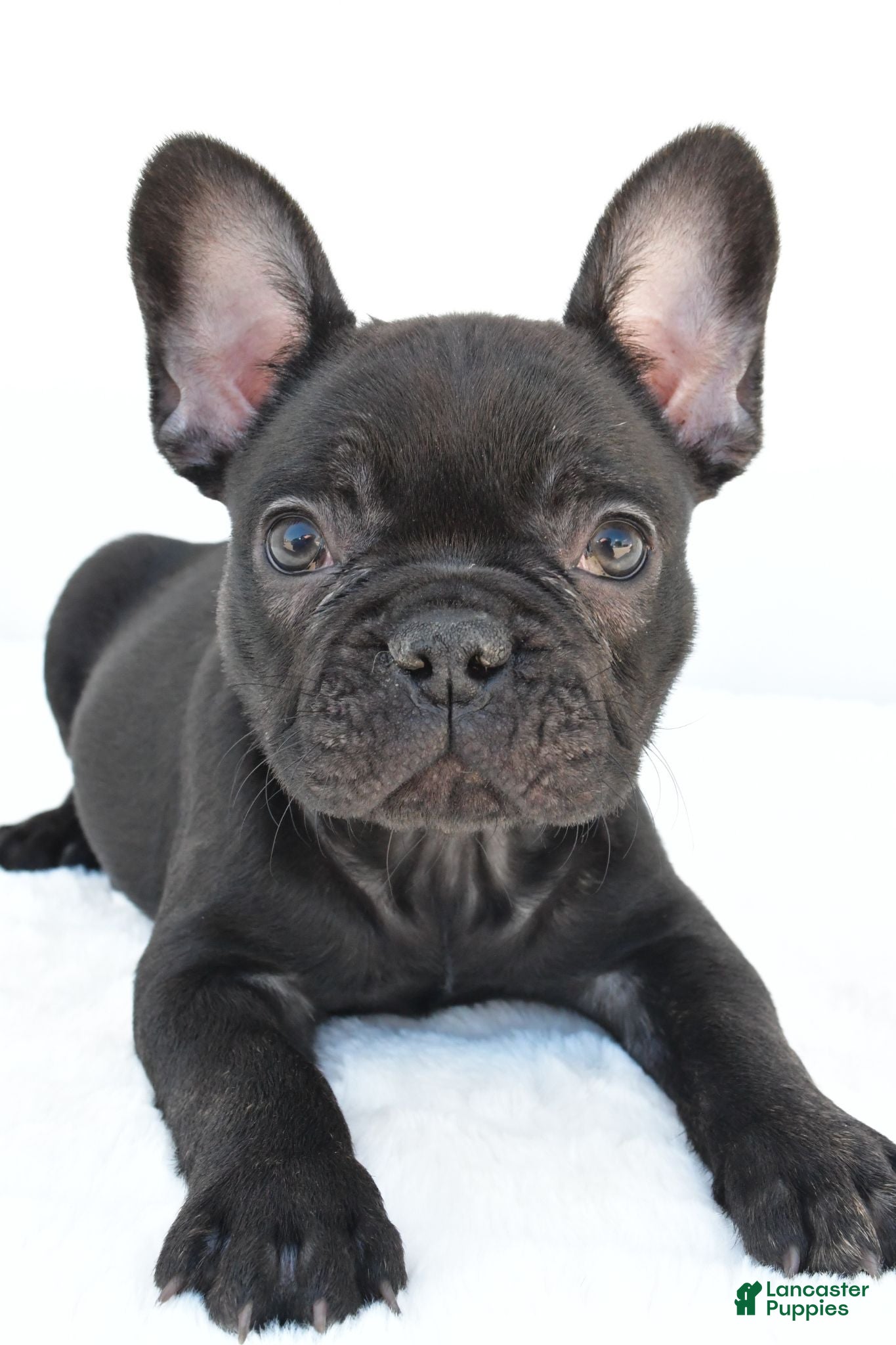 French Bulldog dogs Brittany - Ad 1
