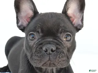 French Bulldog dogs for sale: Brittany - Ad 4