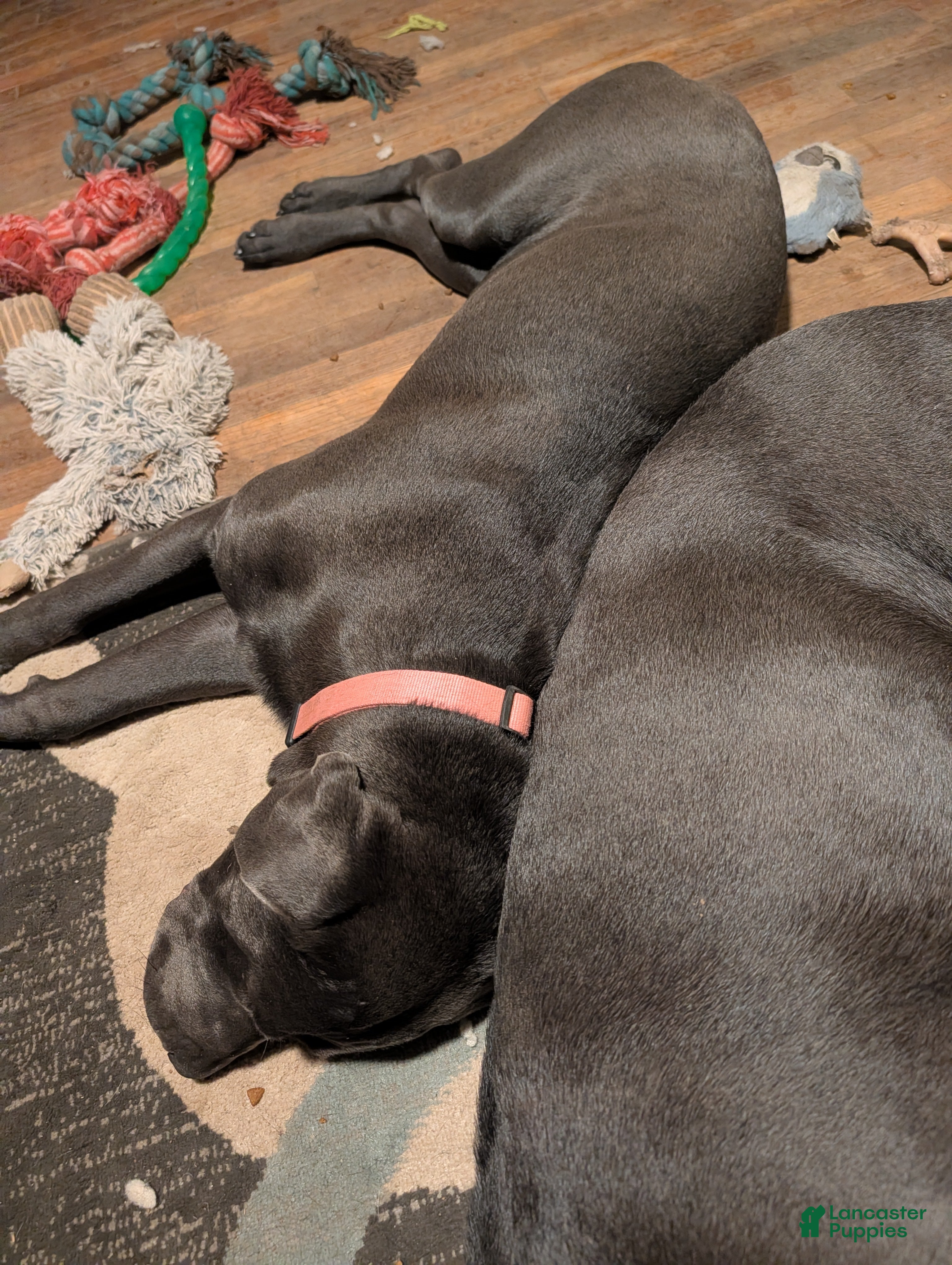 Cane Corso dogs Pink aka Minnie - Ad 1