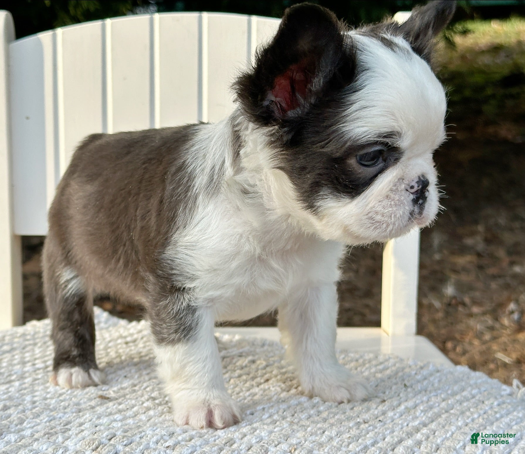 French Bulldog dogs Karina-Full Fluffy Panda Husky - Ad 28