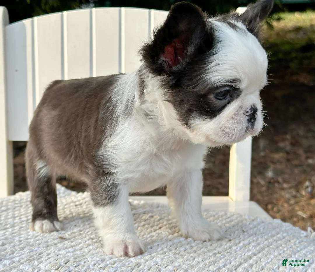 French Bulldog dogs for sale: Karina-Full Fluffy Panda Husky - Ad 1