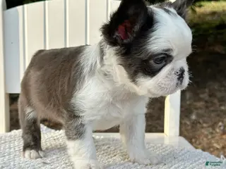 French Bulldog dogs Karina-Full Fluffy Panda Husky - Ad 24