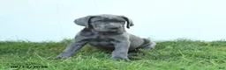 Cane Corso dogs for sale: Rodeo - Ad 8