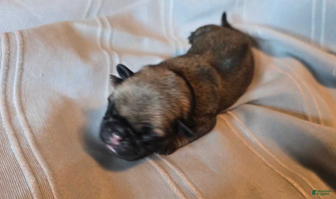 Pug dogs for sale: Fannie - Ad 2