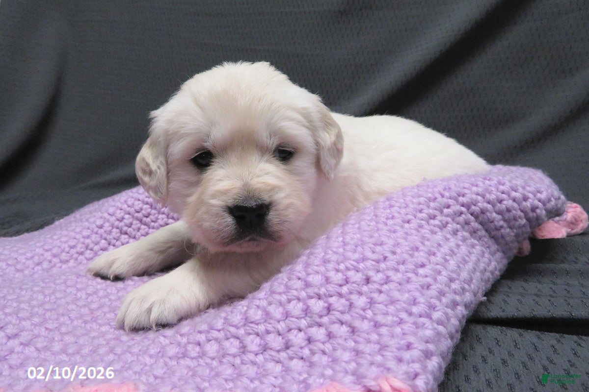 Golden Retriever dogs Sugar - Ad 9