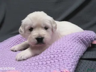 Golden Retriever dogs Sugar - Ad 9