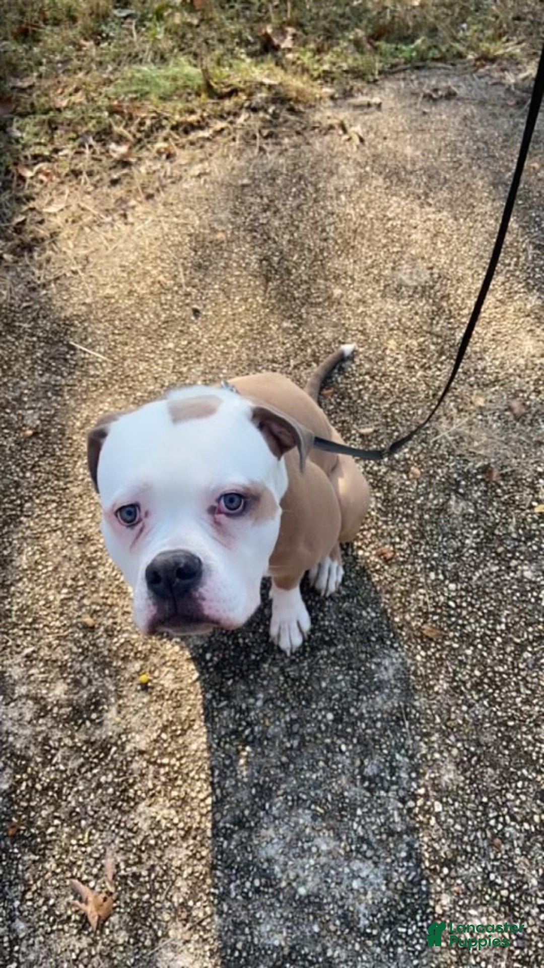 Mixed Breed dogs for sale: Tiger - Ad 3