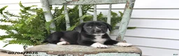 Beagle dogs for sale: Ronnie - Ad 5