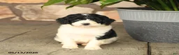 Double Doodle dogs for sale: Misty - Ad 5