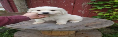Buck