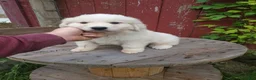 Great Pyrenees dogs for sale: Buck - Ad 1