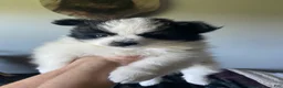 Pomeranian dogs for sale: Pomeranian 1 - Ad 4