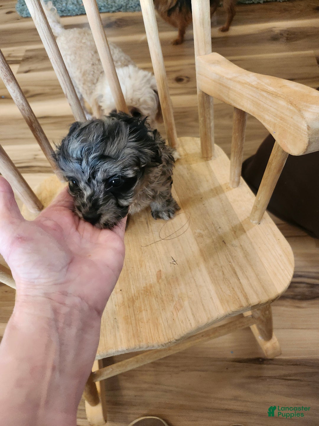 Mini Goldendoodle dogs for sale: Mini Goldendoodle Puppy 3 - Ad 4